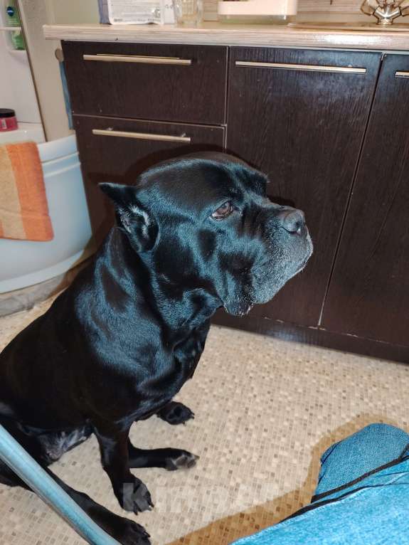 Собаки в Санкт-Петербурге: Срочно отдам собаку Девочка, Бесплатно - фото 3