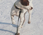Собаки в Новокузнецке: Подрощенная малышка американского питбультерьера в Девочка, 25 000 руб. - фото 1