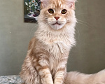 Кошки в Подольске: Котёнок мейн-кун Мальчик, 55 000 руб. - фото 3
