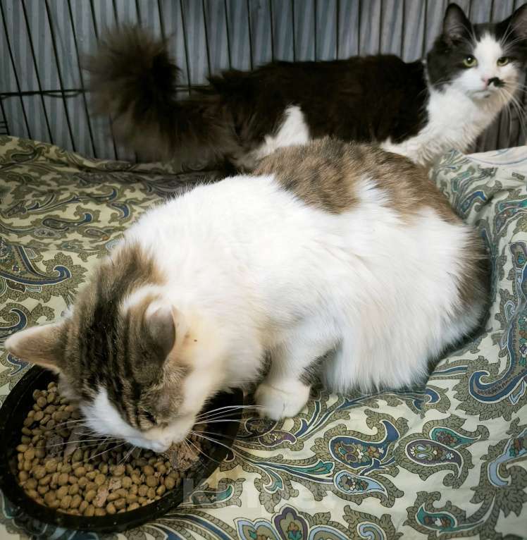 Кошки в Санкт-Петербурге: Ласковый, спокойный самый красивый котик Мальчик, 100 руб. - фото 2