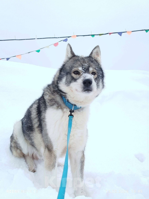 Собаки в Москве: Хаски, который верит в людей, несмотря ни на что. Мальчик, Бесплатно - фото 2