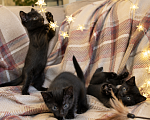 Кошки в Москве: Чёрные котята в добрые руки Девочка, Бесплатно - фото 4