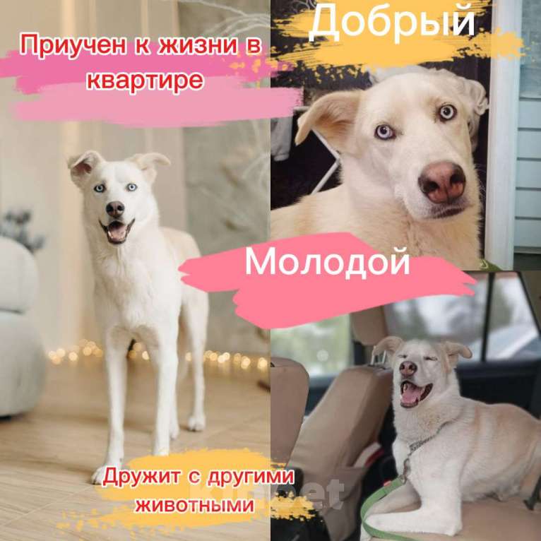 Собаки в других городах Московской области: Скай голубоглазый пес Мальчик, Бесплатно - фото 1