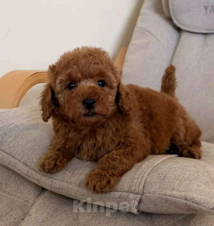 Собаки в Москве: Той-пудель, мальчик Мальчик, 96 000 руб. - фото 2