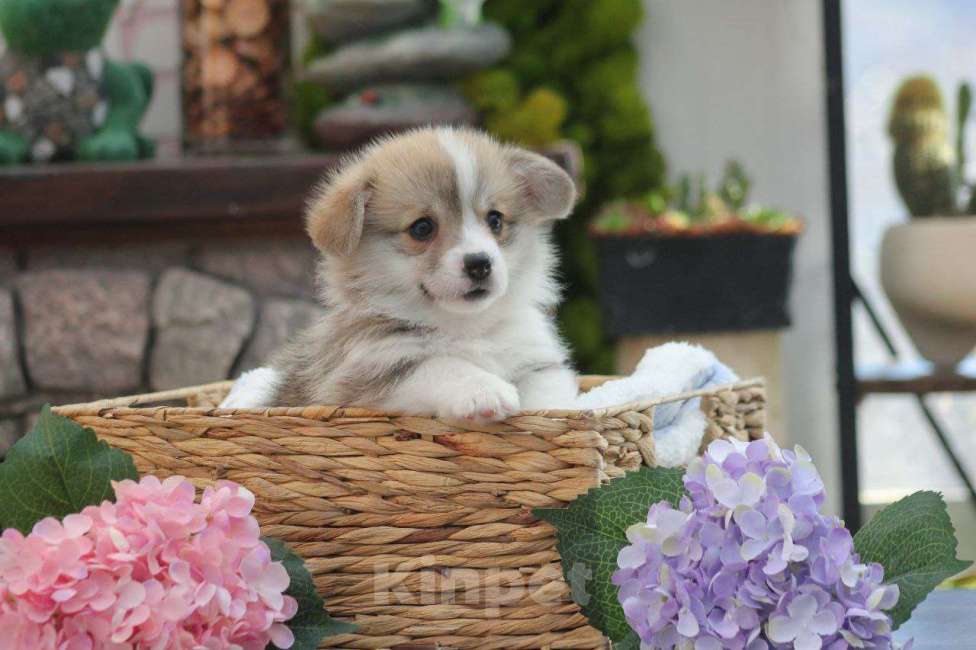 Собаки в других городах Краснодарского края: Принцесса Леди Ди корги щенок Девочка, 95 000 руб. - фото 10