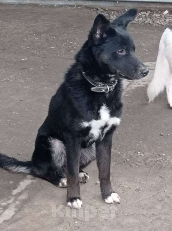 Собаки в Краснодаре: СЛАВНЫЙ КАРАЧАЙ Мальчик, Бесплатно - фото 3