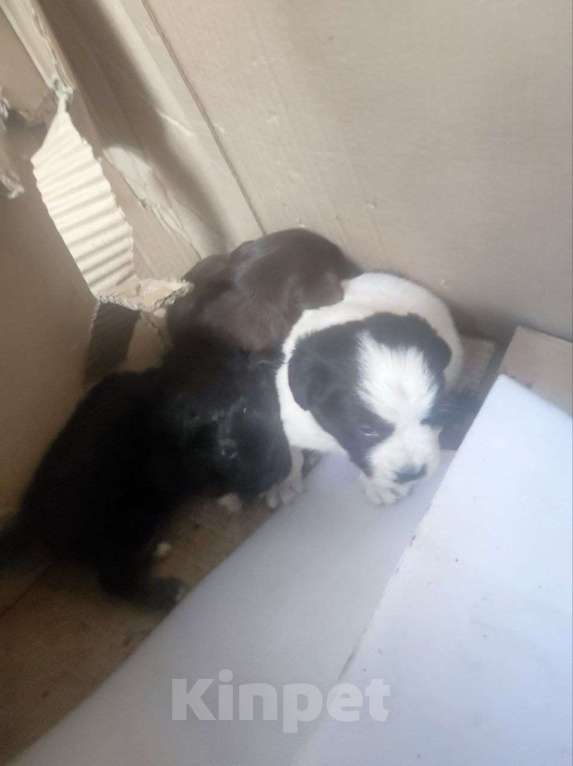 Собаки в Москве: В добрые руки . Мальчик, Бесплатно - фото 1