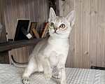 Кошки в Домодедово: Сингапура, Сингапурская кошка, котята , Москва Разнополые, Бесплатно - фото 9