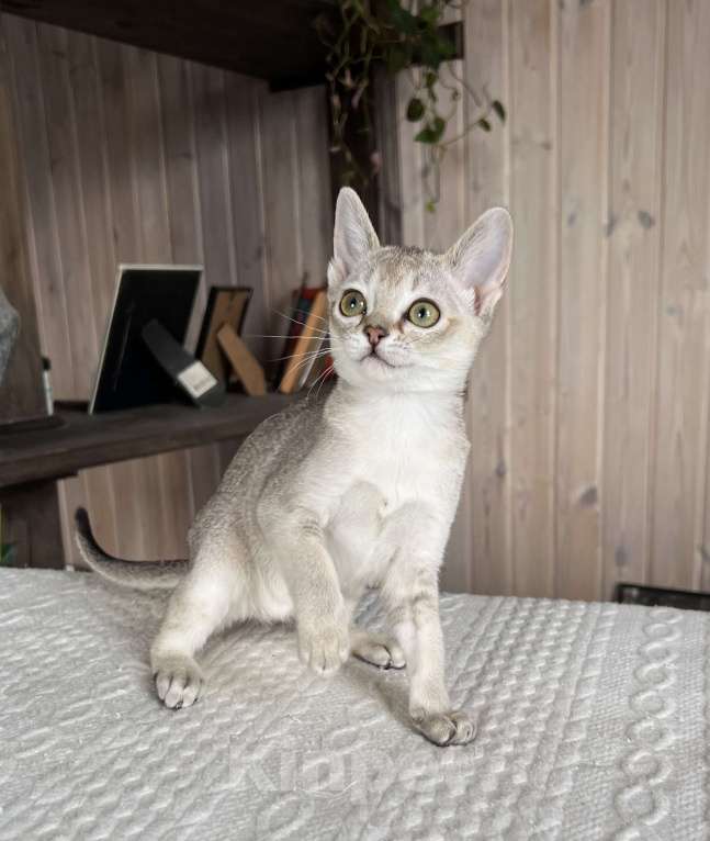 Кошки в Домодедово: Сингапура, Сингапурская кошка, котята , Москва Разнополые, Бесплатно - фото 9