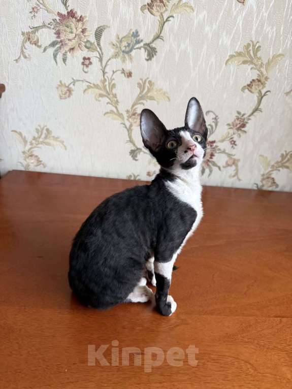 Кошки в Санкт-Петербурге: Корниш -рекс Мальчик, Бесплатно - фото 2