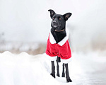 Собаки в Москве: Черная собачка небольшая Амели в добрые руки Девочка, 1 руб. - фото 3