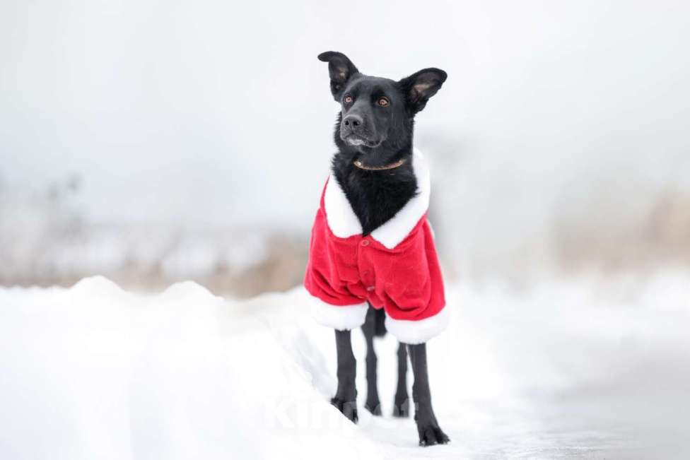 Собаки в Москве: Черная собачка небольшая Амели в добрые руки Девочка, 1 руб. - фото 3