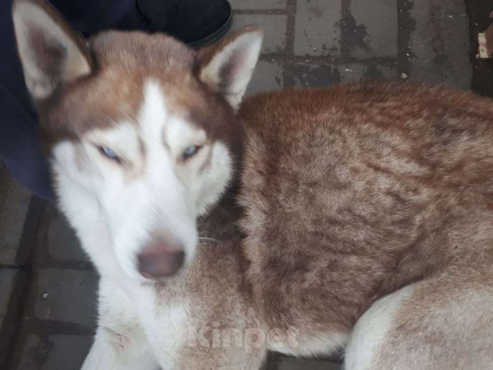 Собаки в Волгограде: Нашли сибирская хаски .  г Волгоград Держинский район.  Мальчик, Бесплатно - фото 1
