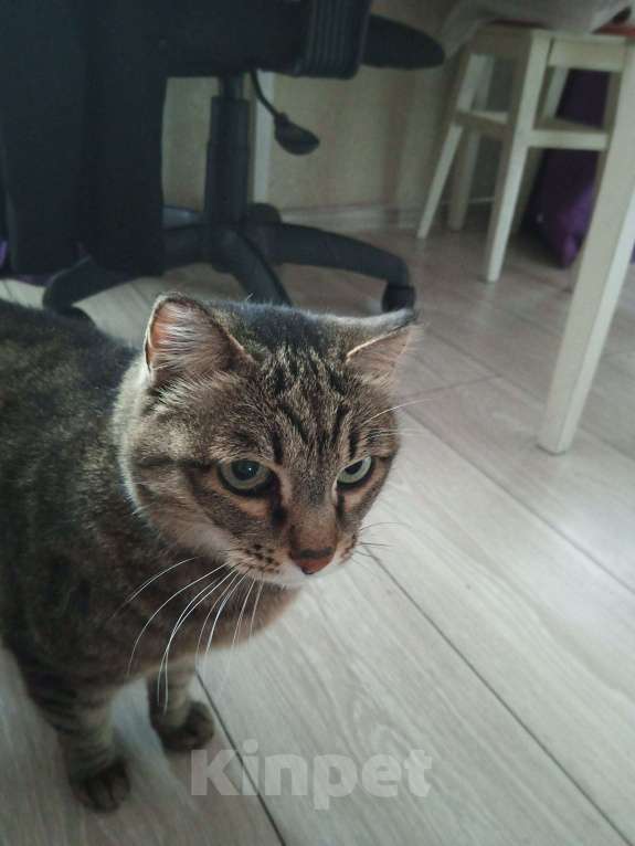 Кошки в Улане-Удэ: ПРОПАЛА САМАЯ ЛЮБИМАЯ КОШКА НА СВЕТЕ! Девочка, 1 000 руб. - фото 2