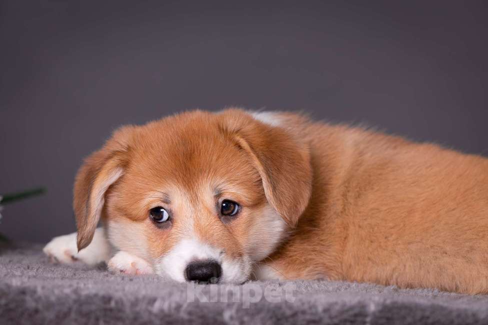 Собаки в Москве: Продам щенка вельш корги пемброк Девочка, 70 000 руб. - фото 7