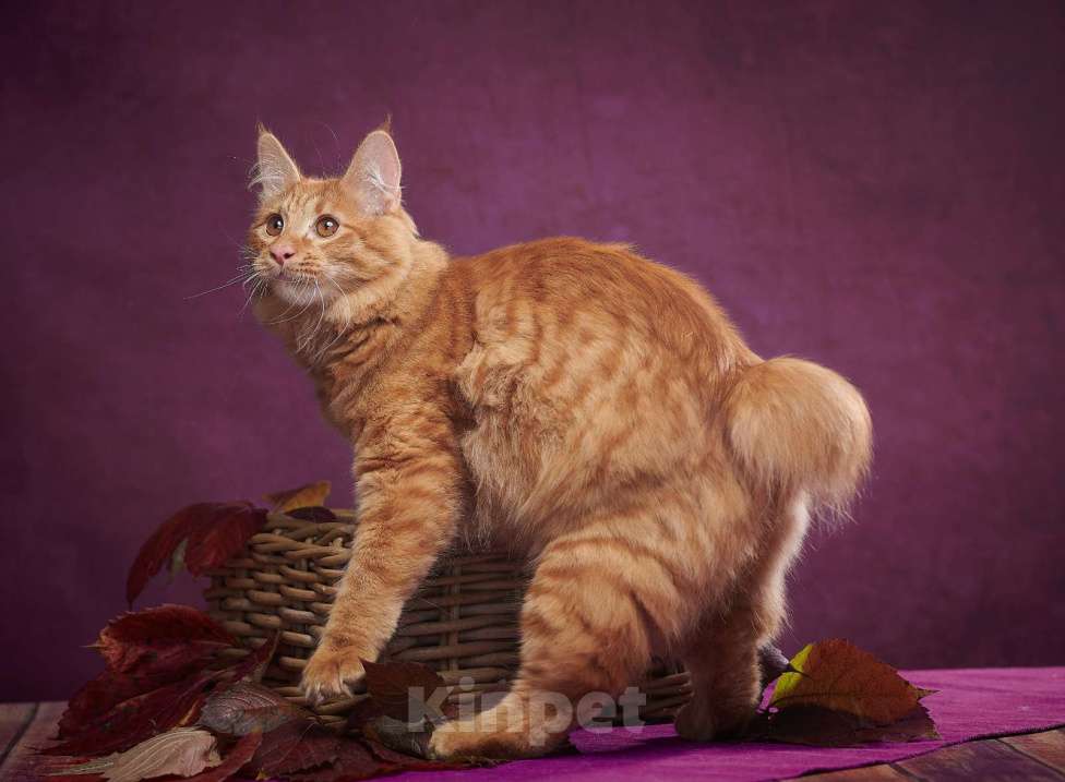 Кошки в других городах Алтайского края: Charli Tender Bobs Мальчик, Бесплатно - фото 2