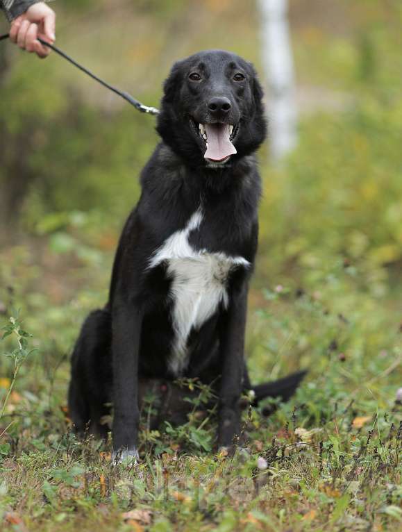Собаки в Москве: Мишке плохо в приюте. Спасите его Мальчик, Бесплатно - фото 3