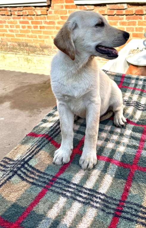 Собаки в Краснодаре: Щенки лабрадора палевые ркф Мальчик, 25 000 руб. - фото 8