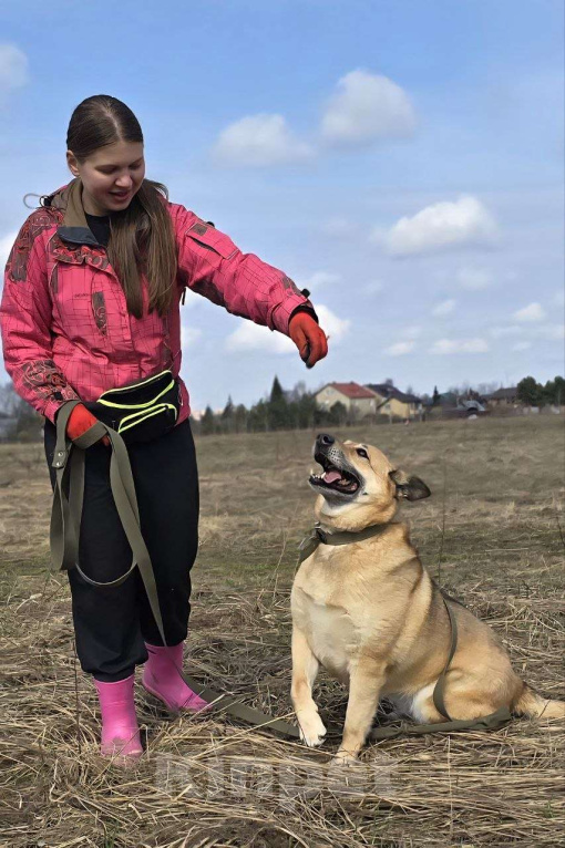 Собаки в Королеве: Любви не случилось… Девочка, Бесплатно - фото 5