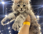 Кошки в Санкт-Петербурге: Котёнок Мейн-куна кошечка  Девочка, 30 000 руб. - фото 1