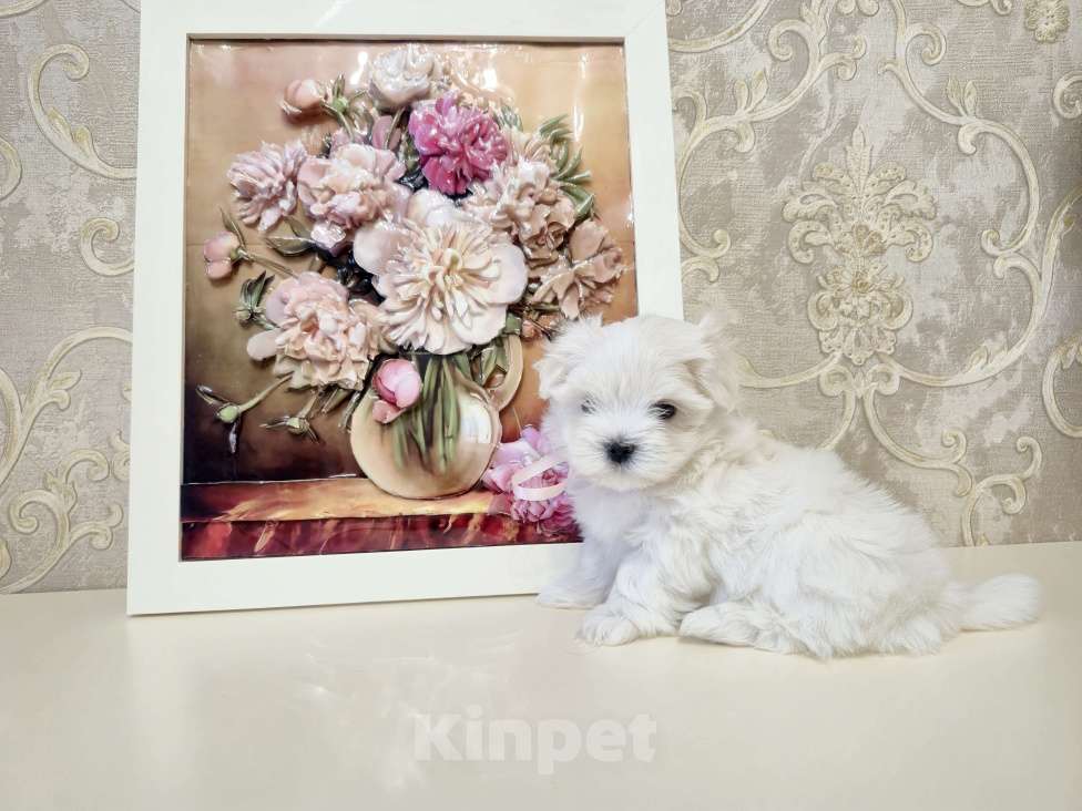 Собаки в Москве: Мальтезе мальчики Мальчик, 38 000 руб. - фото 1