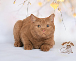 Кошки в Краснодаре: Британский котик к/ш Мальчик, Бесплатно - фото 2