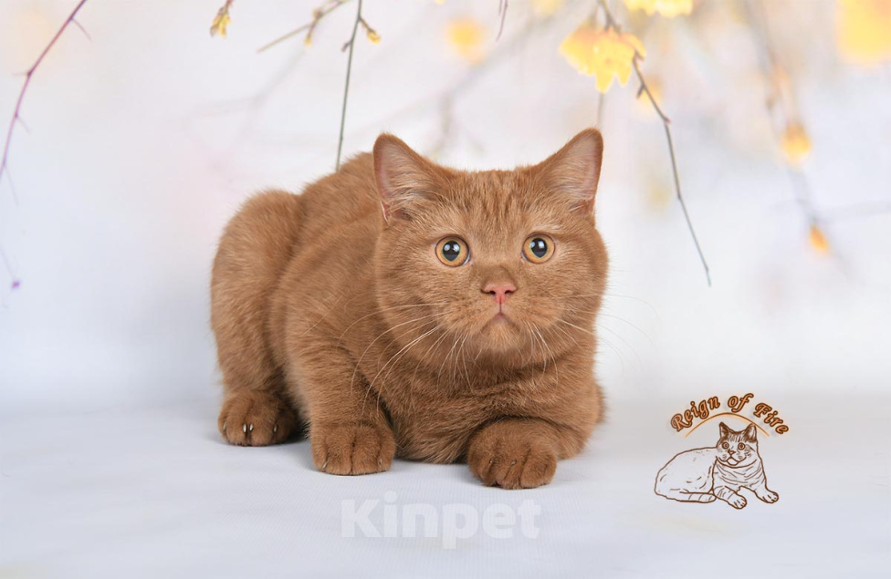 Кошки в Краснодаре: Британский котик к/ш Мальчик, Бесплатно - фото 2