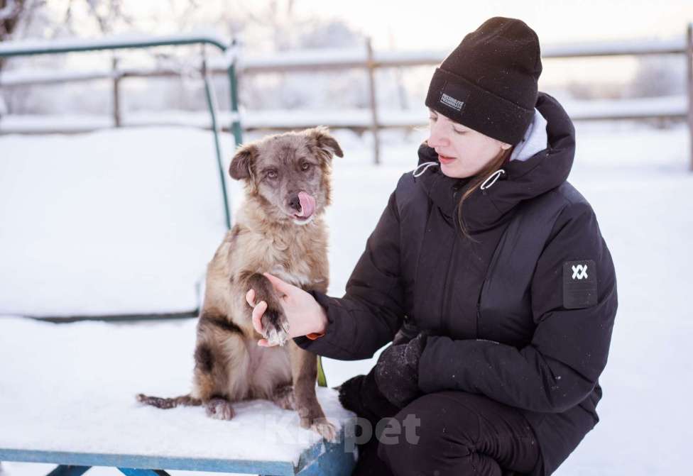 Собаки в Москве: Необычный щенок окраса мерле в дар Девочка, Бесплатно - фото 9