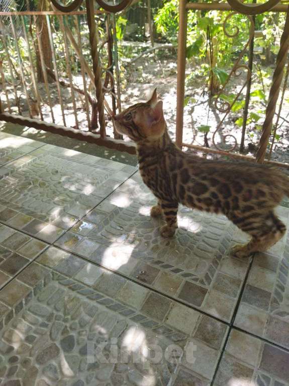 Кошки в Алуште: Бенгальские котята с документами Девочка, Бесплатно - фото 4