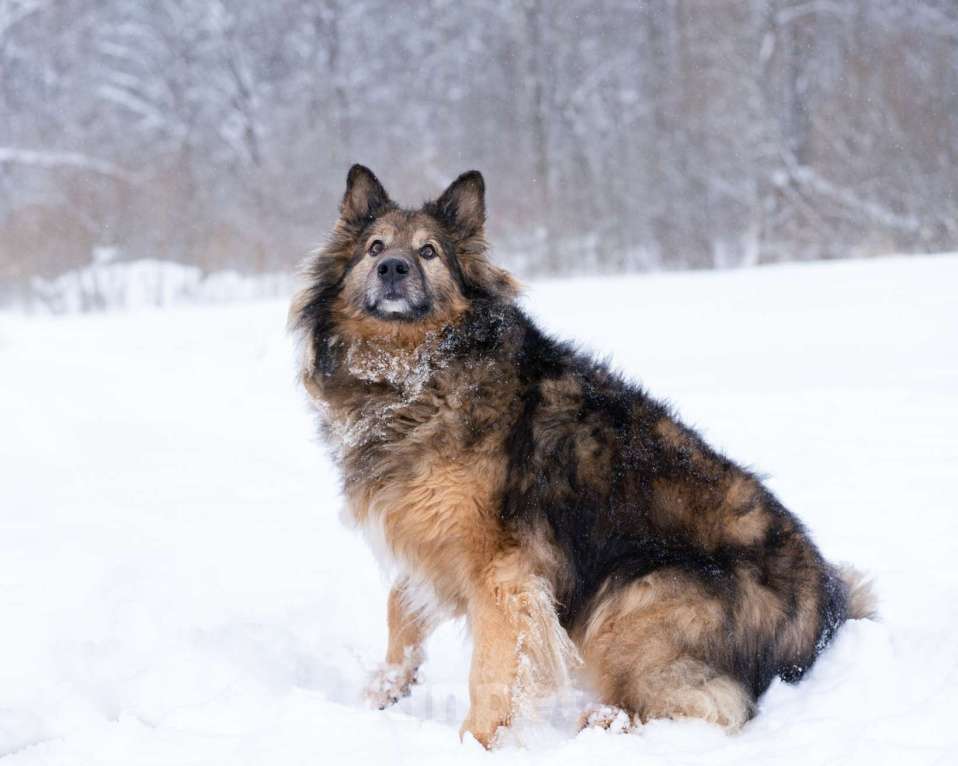 Собаки в Москве: Метис длинношёрстной овчарки в дар Мальчик, Бесплатно - фото 6