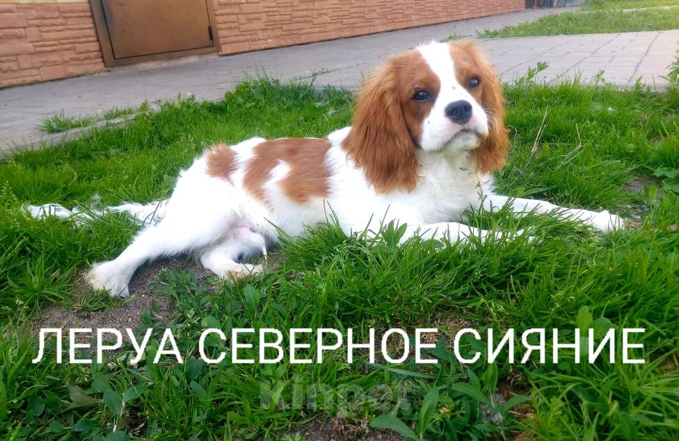 Собаки в Череповце: Щенок Кавалер Кинг Чарльз Спаниеля Мальчик, Бесплатно - фото 1