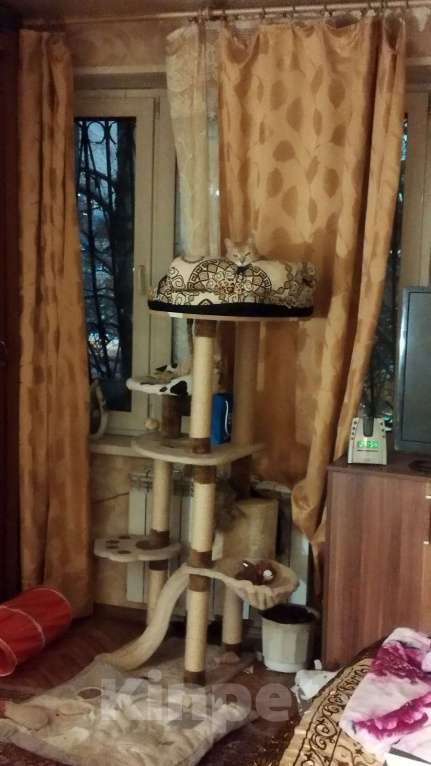 Кошки в Москве: Бусинка в поисках своего человека  Девочка, Бесплатно - фото 4