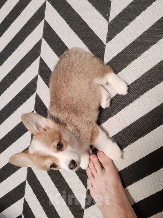 Собаки в Москве: Вельш Корги Пемброк, щенок Девочка, 35 000 руб. - фото 5