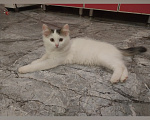Кошки в Казани: Котята в добрые руки Девочка, Бесплатно - фото 1