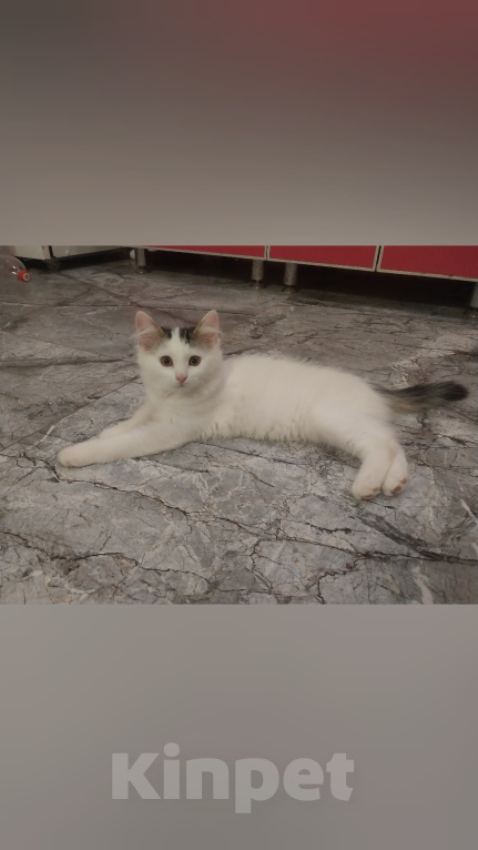 Кошки в Казани: Котята в добрые руки Девочка, Бесплатно - фото 1