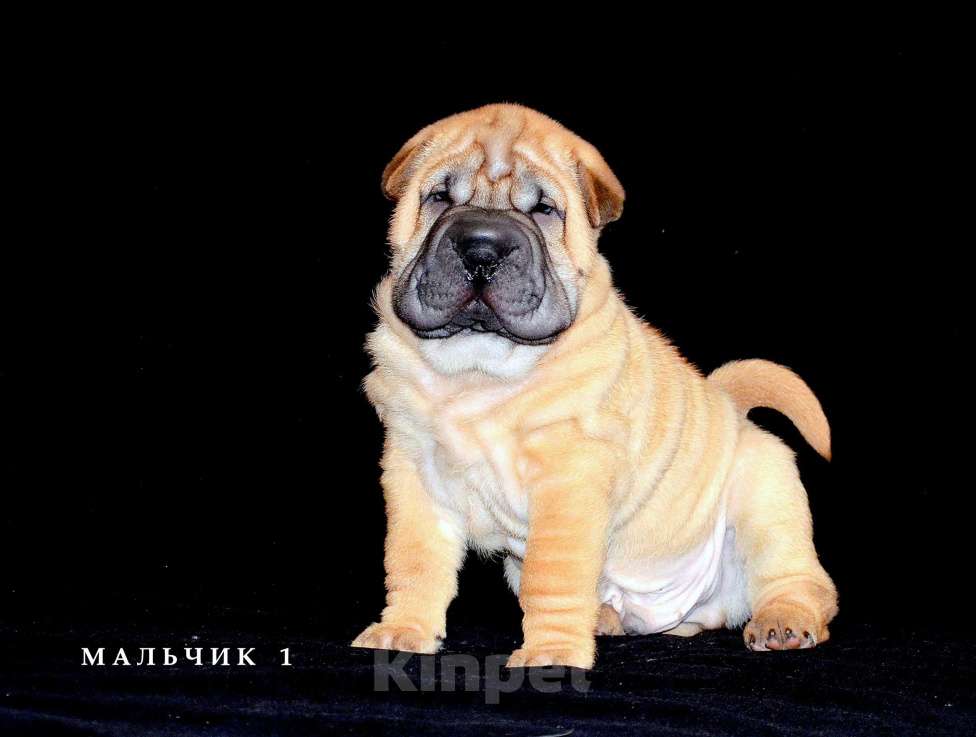 Собаки в Екатеринбурге: Лучший из Банды Рыжих. Мальчик, Бесплатно - фото 9