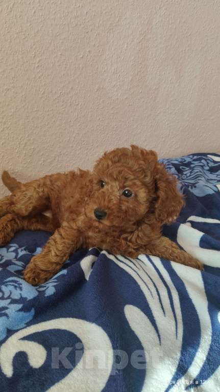 Собаки в Мытищах: Миниатюрный пудель Адель Девочка, 150 000 руб. - фото 5