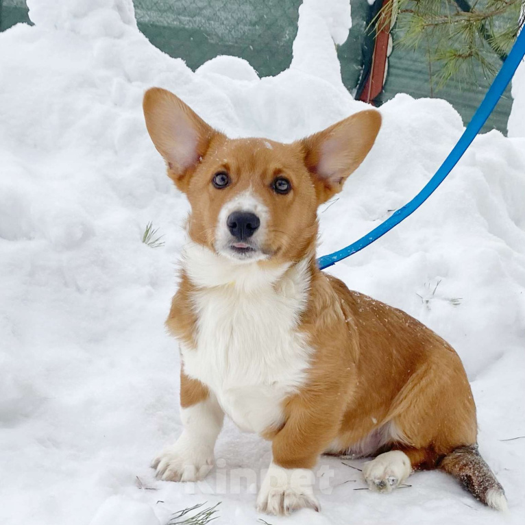 Собаки в Москве: Щенки вельш-корги кардиган Мальчик, Бесплатно - фото 1
