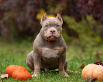 Собаки в Санкт-Петербурге: Американский Булли  Мальчик, Бесплатно - фото 1