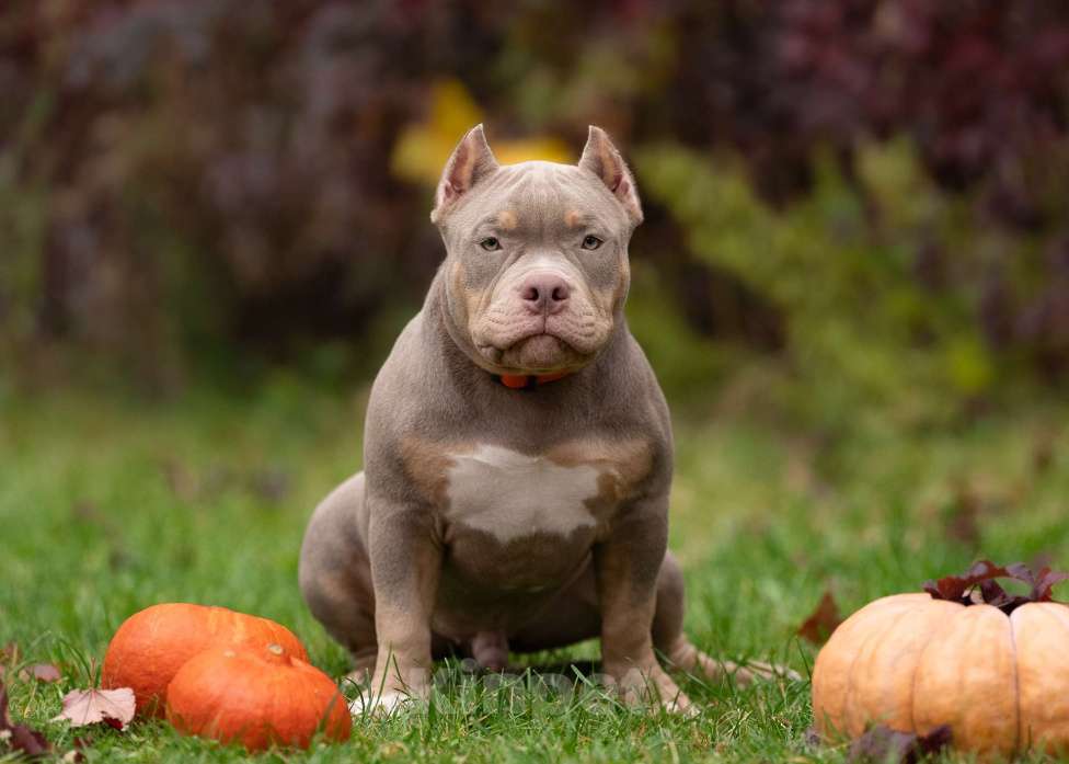 Собаки в Санкт-Петербурге: Американский Булли  Мальчик, Бесплатно - фото 1