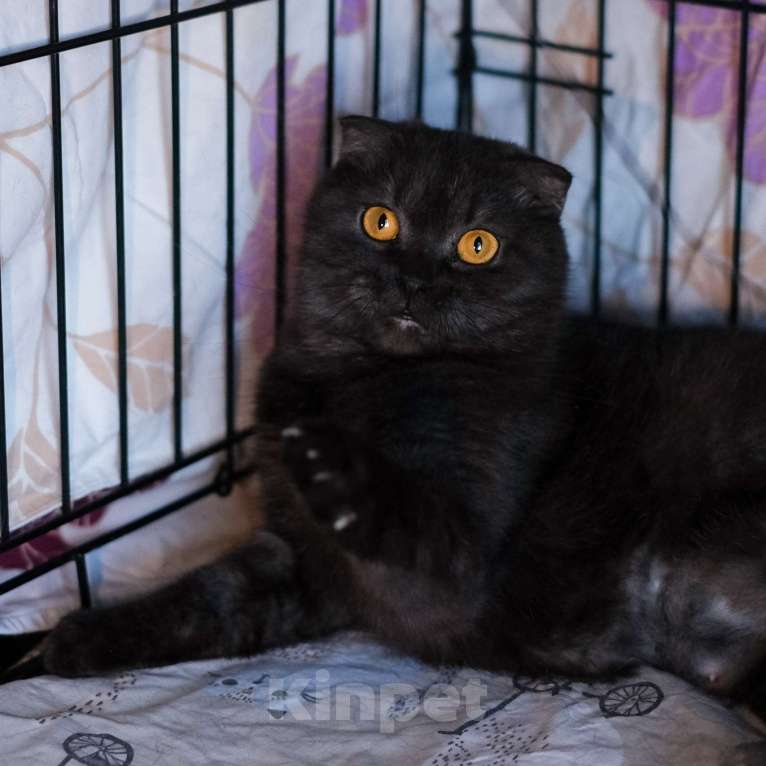 Кошки в Санкт-Петербурге: Лилу из приюта в добрые руки Девочка, Бесплатно - фото 5