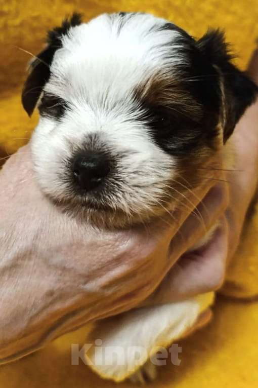 Собаки в Наро-Фоминске: Очаровательные щенки Бивер-Йорка Мальчик, 45 000 руб. - фото 3