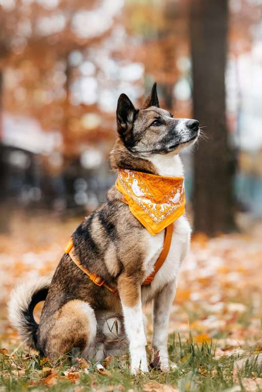 Собаки в Москве: Солнечный Гера ищет дом Мальчик, Бесплатно - фото 5