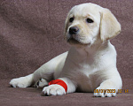 Собаки в Рязани: Палевые щенки лабрдора Мальчик, 50 000 руб. - фото 6