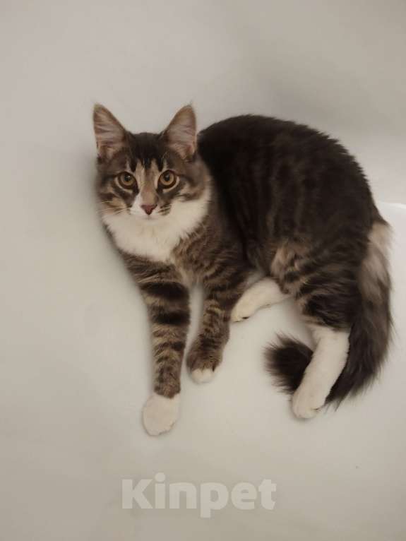 Кошки в Москве: Котенок Барсик в добрые руки Мальчик, Бесплатно - фото 2