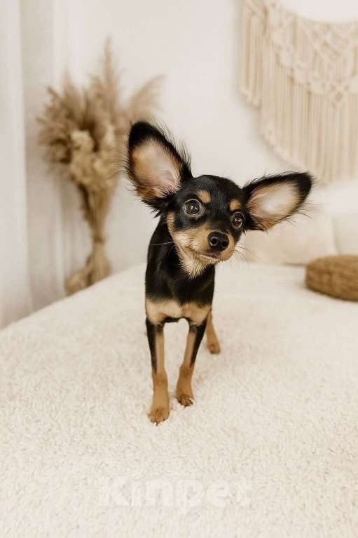 Собаки в Новосибирске: Девочка Урсулина Девочка, 55 000 руб. - фото 1