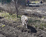 Собаки в Малом Вишере: Лайка ищет хозяина  Девочка, Бесплатно - фото 3