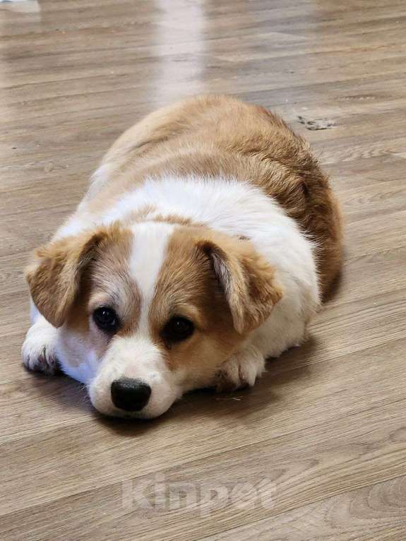 Собаки в Уфе: Вельш-корги пемброк девочка 5 мес Девочка, 45 000 руб. - фото 8