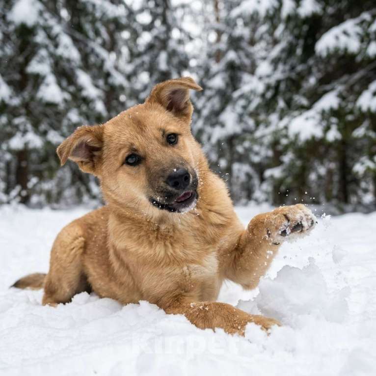 Собаки в Москве: щенок Адель в добрые руки Девочка, Бесплатно - фото 6