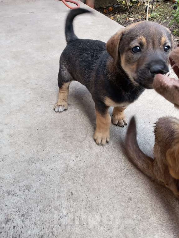 Собаки в других городах Краснодарского края: Интересный пёсик на коротких лапках Мальчик, Бесплатно - фото 3